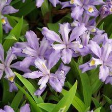 Crested Iris Crested Iris