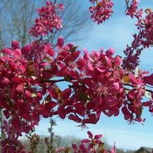 Crabapple Crabapple