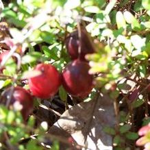Cranberry Cranberry