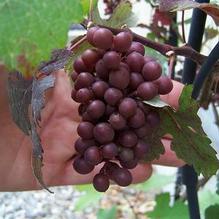 Common Grape Common Grape