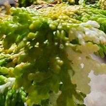 Chamaecyparis obtusa 'Fernspary Snow' Chamaecyparis obtusa 'Fernspary Snow'