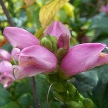 Chelone lyonii 'Hot Lips'