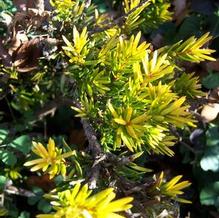 Golden Japanese Yew Golden Japanese Yew