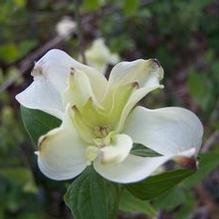 Flowering Dogwood Flowering Dogwood