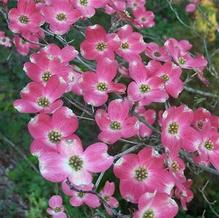 Flowering Dogwood Flowering Dogwood