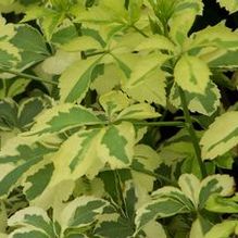 Five-leaf Aralia Five-leaf Aralia