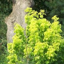 Golden Boxelder Golden Boxelder
