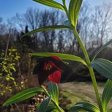 Fritillaria camtschatcensis