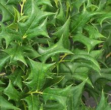 Horned Holly Horned Holly