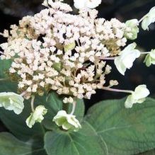 Hydrangea involucrata 'Yokudanka' Hydrangea involucrata 'Yokudanka'