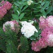 Hydrangea paniculata 'Nana' Hydrangea paniculata 'Nana'