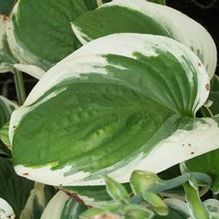 Hosta 'Diana Remembered'