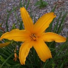 Hemerocallis multiflorus x 'August Orange'