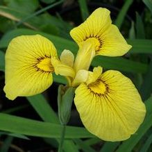 Iris Iris