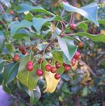 Ilex pedunculosa (FEMALE)