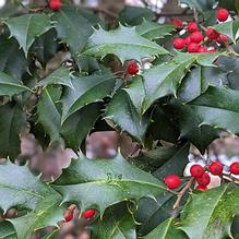 Ilex opaca 'Red Flush'