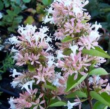 Abelia chinensis