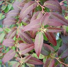 Leucothoe x 'Scarletta'