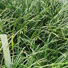 Mondo Grass Mondo Grass