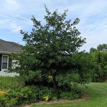 Overcup Oak Overcup Oak