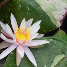 Nymphaea odorata 'Arc en Ciel'