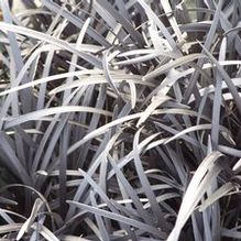 Ophiopogon planiscapus 'Nigrescens'