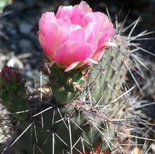 Opuntia sp. 'Purple Desert'