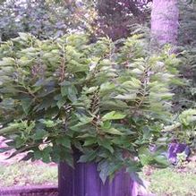 Red Mulberry Red Mulberry