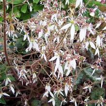 Saxifraga stolonifera 'Maroon Beauty'