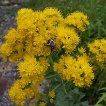 Solidago rigida