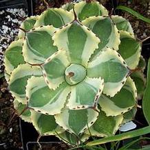 Agave 'Desert Diamond'