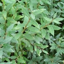 Salix lapponum Salix lapponum