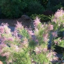 Tamarisk Tamarisk