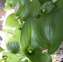 Two-leaved Solomon Seal Two-leaved Solomon Seal