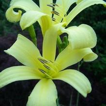 Thunberg's Daylily Thunberg's Daylily