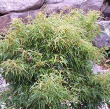 Trident Maple Trident Maple