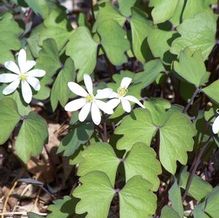 Twinleaf Twinleaf