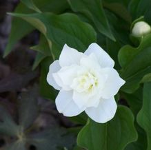 Trillium grandiflorum 'Snow Bunting'