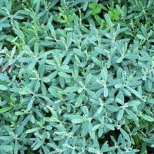 Andromeda polifolia 'Blue Ice'