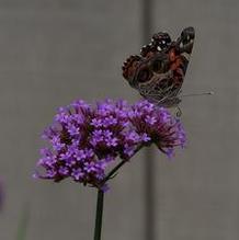 Verbena bonariensis