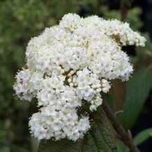 Viburnum rhytidophyllum