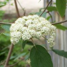 Viburnum rhytidophyllum 'Cree'