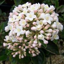 Viburnum x burkwoodii 'Chenaultii'