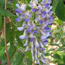 Wisteria macrostachya 'Blue Moon'