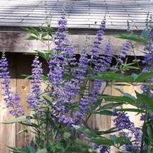 Vitex agnus-castus 'Abbeville Blue'