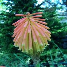 Knifophia uvaria Knifophia uvaria