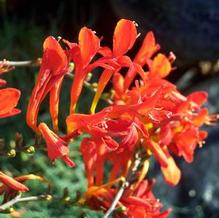 Crocosmia x 'Lucifer' Crocosmia x 'Lucifer'