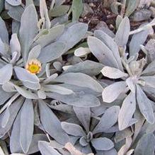 Pilosella officinarum Pilosella officinarum