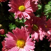 Chrysanthemum ''hardy pink single'' Chrysanthemum ''hardy pink single''