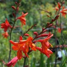 Crocosmia x 'Distant Planet' Crocosmia x 'Distant Planet'